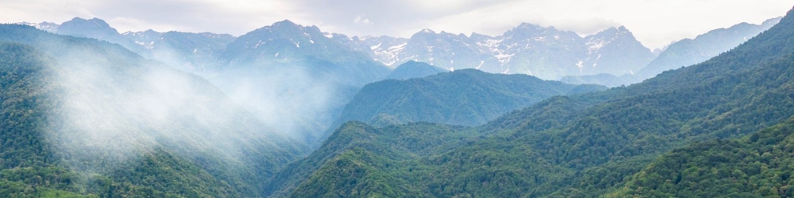 forest and mountains